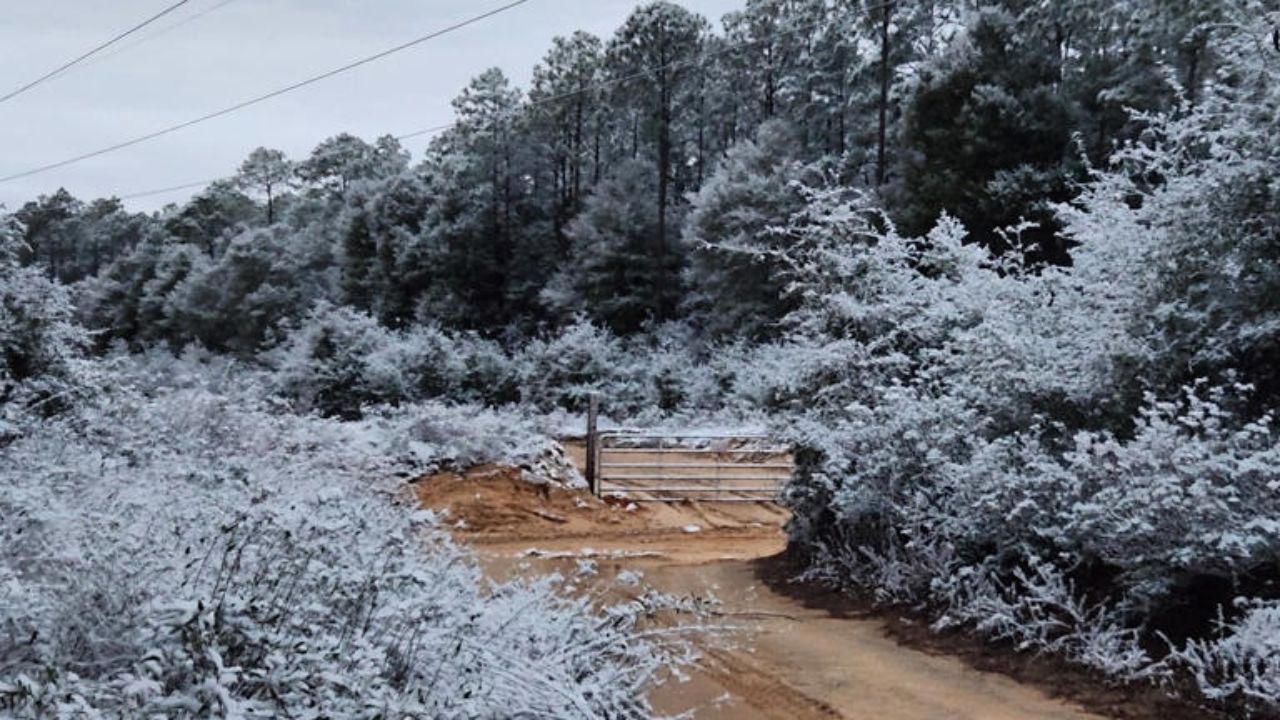 Rare Snowfall Dusts Florida Panhandle, Georgia, and Alabama, Covering Palm Trees and Roads