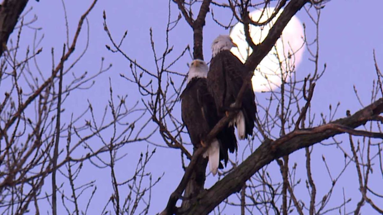 Record Number of Bald Eagles Spotted at Missouri Wildlife Refuge Before 2026